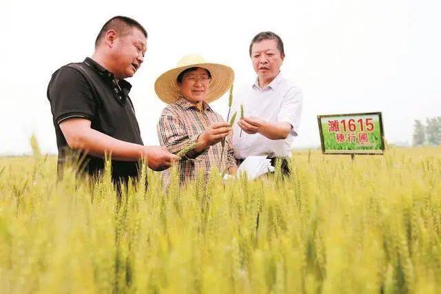 喜报！三位“徽姑娘”获得“全国粮食生产先进个人